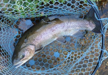 平日はミノーイングが楽しい！ ～フィッシングパーク高島の泉～